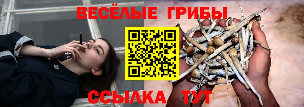 Псилоцибиновые грибы Psilocybine cubensis Тимашёвск